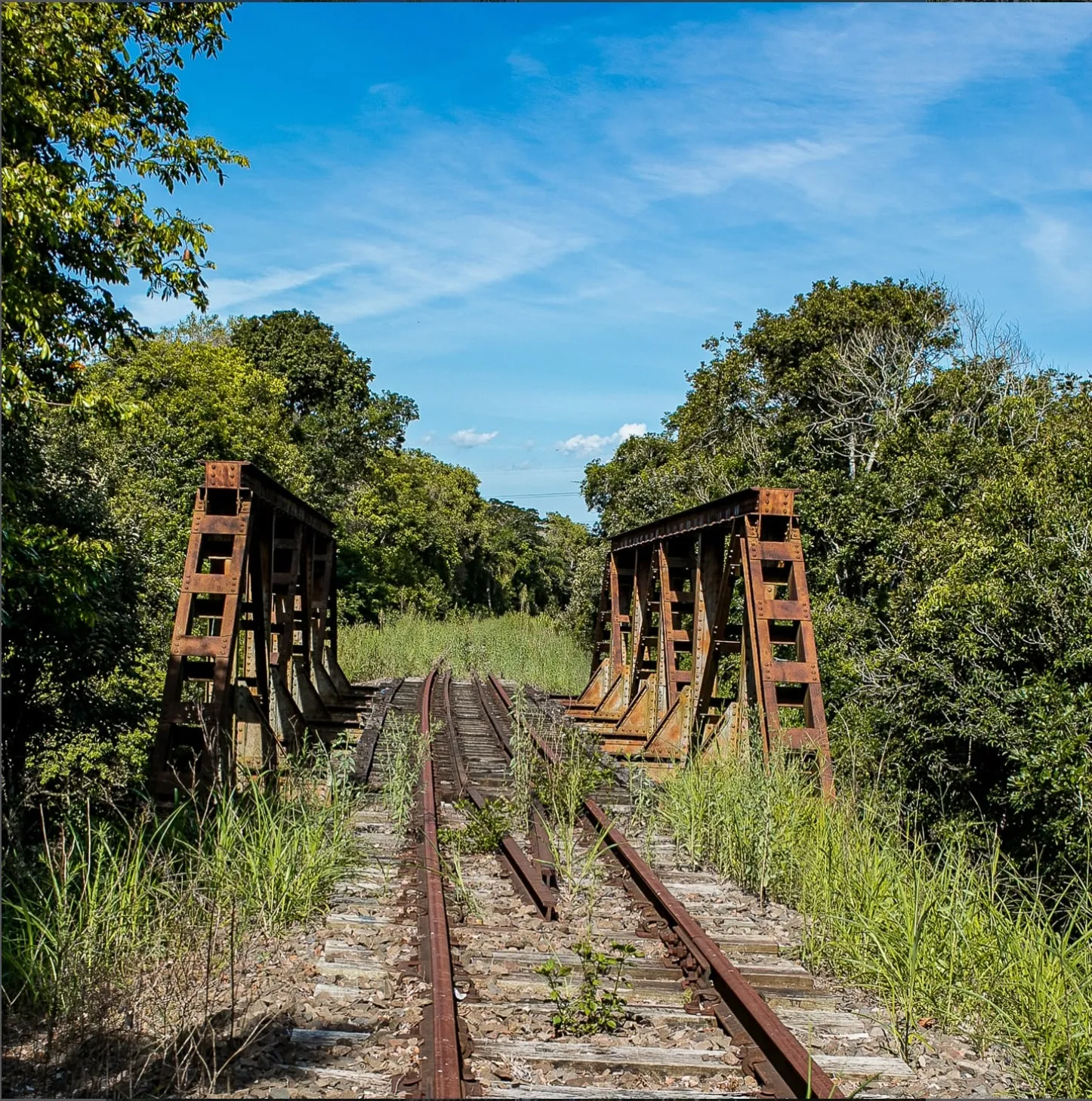 Antiga ponte ferroviária de aço tomada pela vegetação, sob o céu azul.